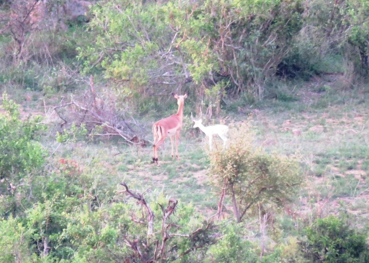 Kruger View Tree House Villa Marloth Park Exterior foto