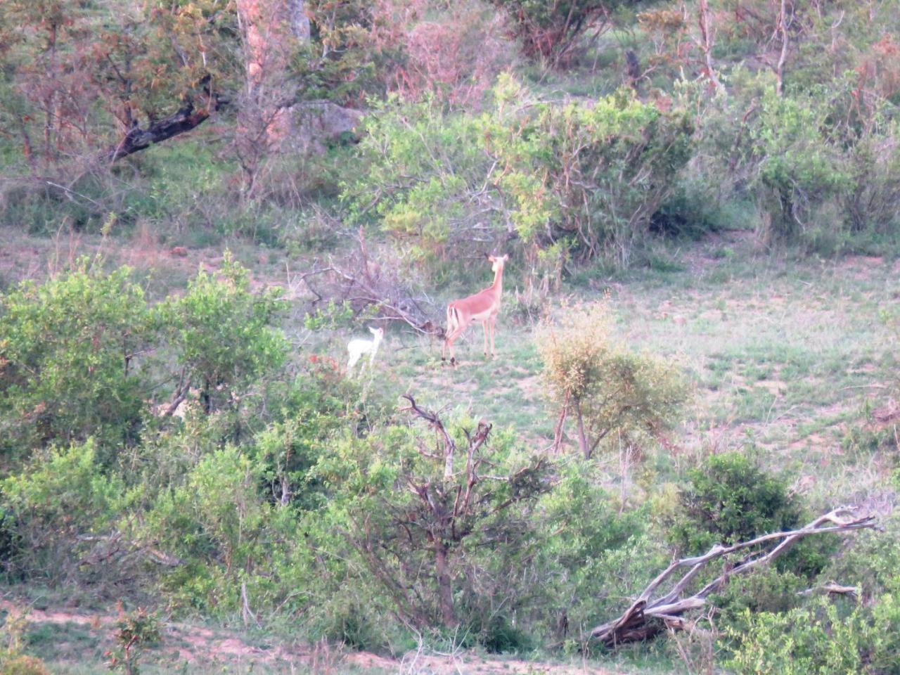 Kruger View Tree House Villa Marloth Park Exterior foto